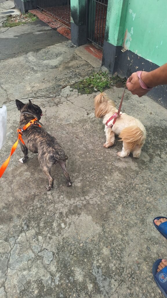 Proteção completa: porque cada agente peludo merece conforto e segurança.