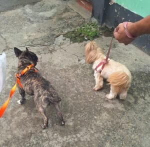 Proteção completa: porque cada agente peludo merece conforto e segurança.