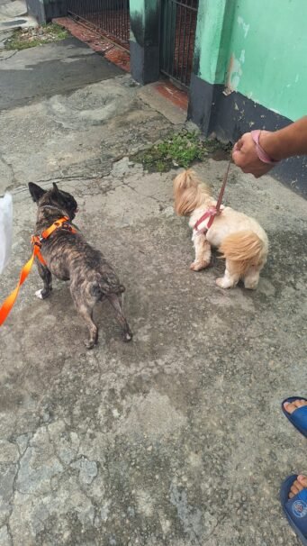 Proteção completa: porque cada agente peludo merece conforto e segurança.