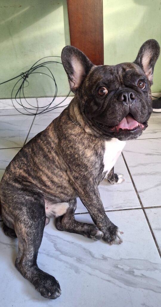 Foto do Zeus, bulldog francês, animado, com pelo alinhado e brilhante, representando vitalidade e proteção contra pulgas e carrapatos.
