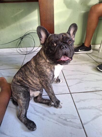 Foto do Zeus, bulldog francês, animado, com pelo alinhado e brilhante, representando vitalidade e proteção contra pulgas e carrapatos.