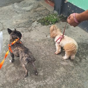 Zeus, o bulldog francês sempre pronto para a missão – protegido e cheio de estilo.Stella, a espiã fofinha, livre de inimigos minúsculos.